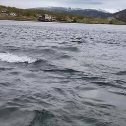 Saltstraumen