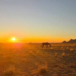 Wildpferd im Sonnenuntergang