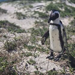 The African Penguin that wouldn't show me its face.