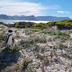 An African Penguin