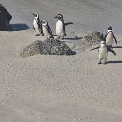 Yet more African Penguins. This colony is at Simon's Town.