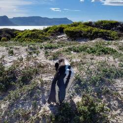 The same African Penguin with some swoon scenery