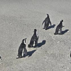 African Penguins coming ashore after a swim.