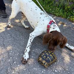 Snoopy vs Tartaruga
