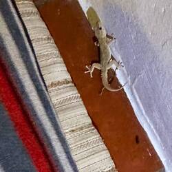 Even the resident gecko thinks it's a good day to be inside.