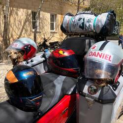 Hunde sitzen geschützt unterm Helm. Fühlen sich offensichtlich wohl