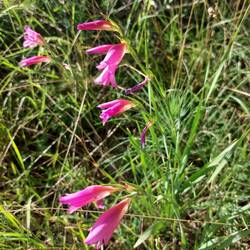 Herrliche Gladiole!