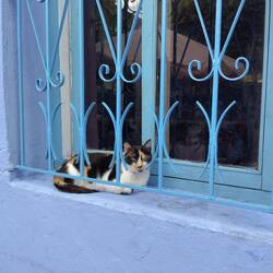Katze! Auch in der blauen Stadt gibt es sie in großer Zahl