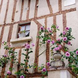 Roses and windows just seem to go together