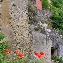 Poppies just being poppies, in Amboise. Note the window of the house built into the tuffeau rock