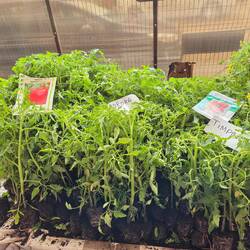 Plants sold with soil but not green leafy vegetables.
