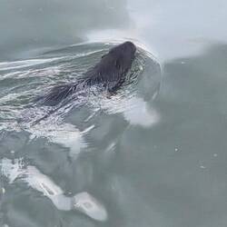 Otter in the Danube