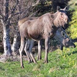 2 Elche am Wegesrand