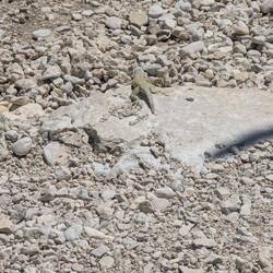 Little lizard guy