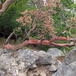Cool trees!