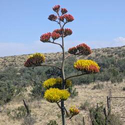 Agave plant (Dr Seuss's Truffolo tree)