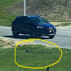 Bei den Gänsen bist der (7fache) Nachwuchs schon unterwegs🙃