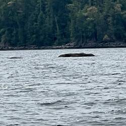 Lion rock. Only about a foot showing at mid tide. In middle of channel. Charted, but not buoyed!
