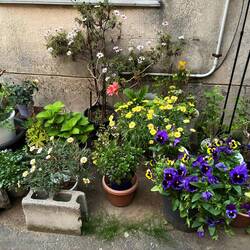 Everyone seems to make an effort to have a little garden