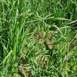 Damit hat Nara aber nicht gerechnet, als sie ins Gras hüpfte. Zum Glück nicht die giftige Schwester.