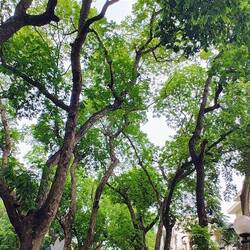 Bomen boulevard
