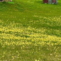 Ein Meer voller Schlüsselblumen!