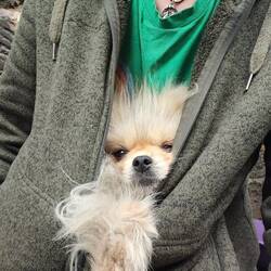 Leo travelled with Vicky like a baby kangaroo