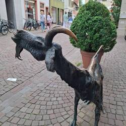 Geiß auf dem Marktplatz