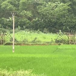 Large traditional bamboo water wheels turn to irrigate the rice fields.