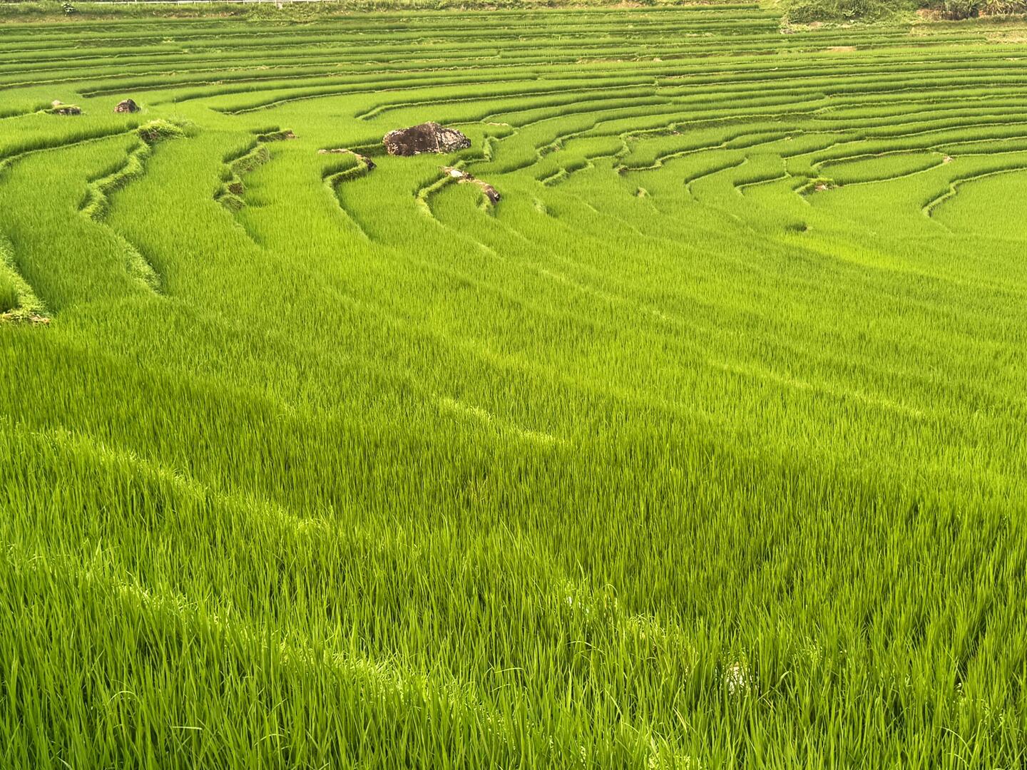 Contoured rice fields of Pù Luông