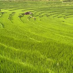 Contoured rice fields of Pù Luông