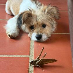Annie the owner's dog Susu was fascinated by this big grasshopper!