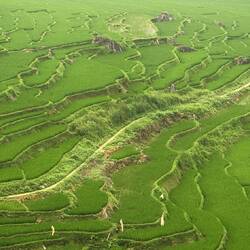 Pù Luông paddies