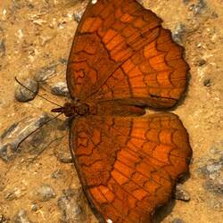 A Castor butterfly suns itself in the road.