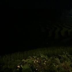 The sounds of the frogs and the fireflies that you can just about see in the film!