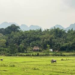Cattle graze before hills shrouded in haze