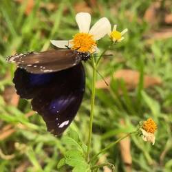 A male Great Eggfly or (much nicer alternative name) Blue Moon butterfly