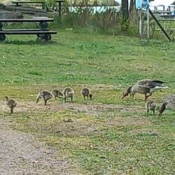 Mittagspause bei Timmernabben stockte die Weiterfahrt,vor meinem Camper 🦆🐥🐤🐥🐤🐥🐤🐥🐤🦆+🦆🐤🐥