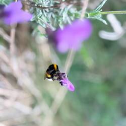 Bumble bee on lavender
