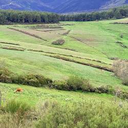 Cows in mountain pastures