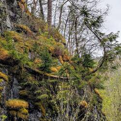 Schöner Wildwuchs