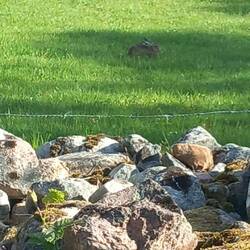 Häschen in der Grube...