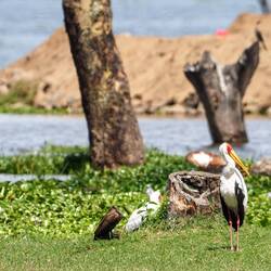 Auch ein Yellow-billed Stork