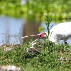 African Spoonbill