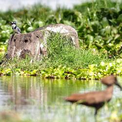 Frühstückender Pied Kingfischer mit Hamerkop