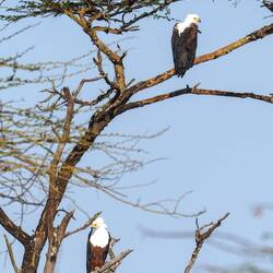 African Fish Eagle (Schreiseeadler)