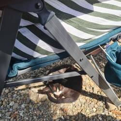 Vrenis neue Freundin, wenn sie (die Katze🤗) nicht unterm Stuhl liegt, dann auf der Fussmatte
