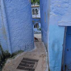 Blau No. 2 - mit Katze