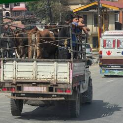 Cows and teenagers on the city streets