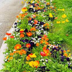 Un festín para amantes de las Flores